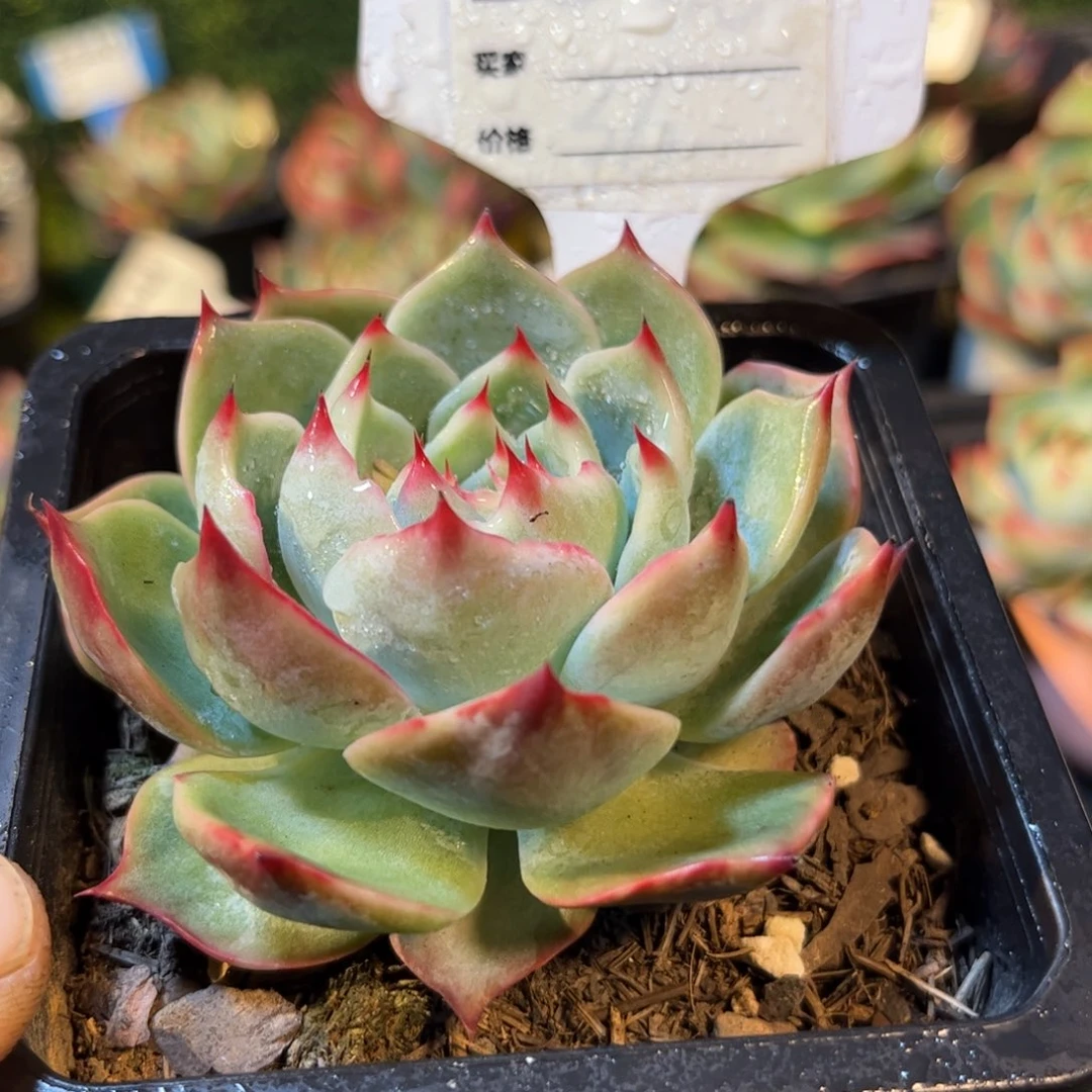 惊鸿仙子613号晚上