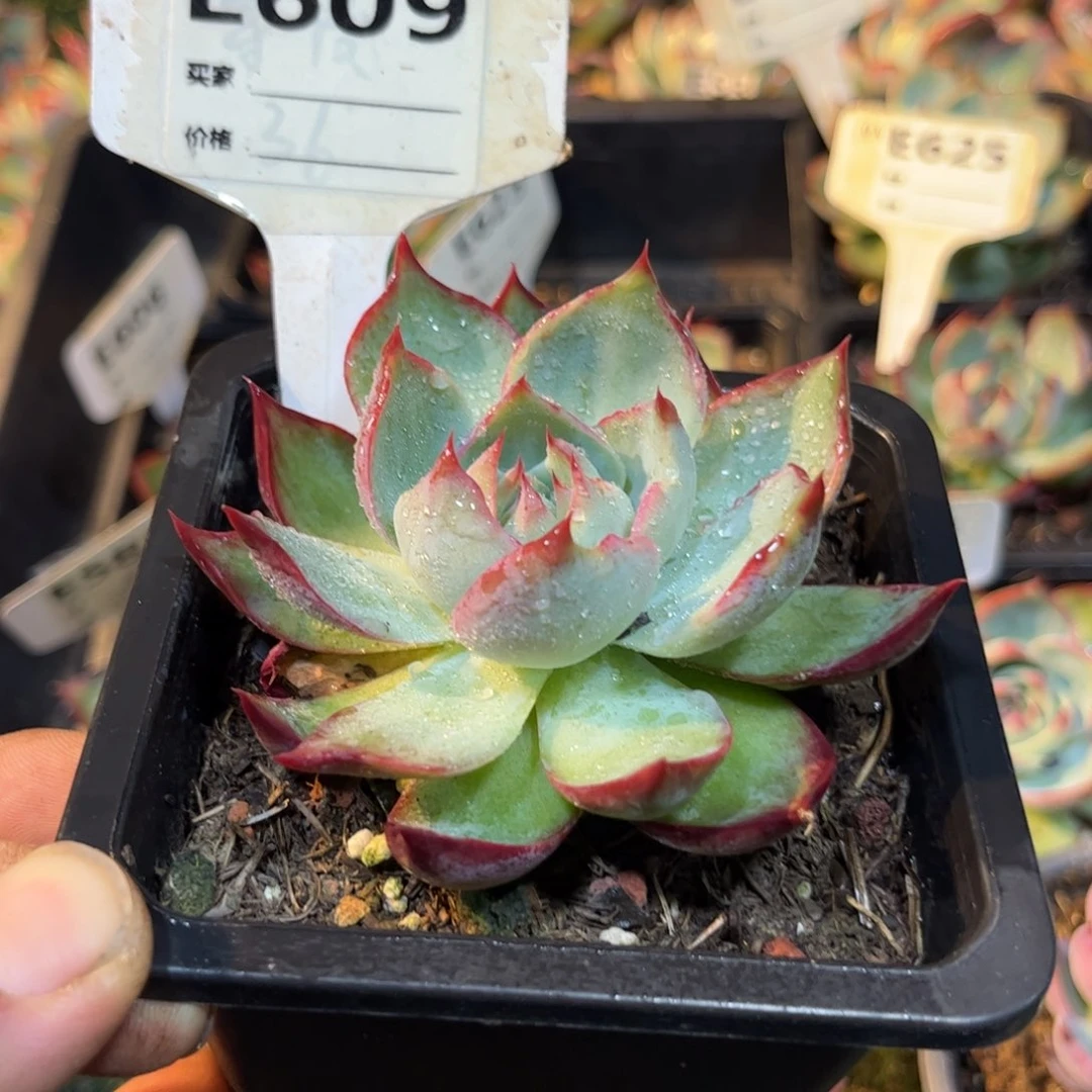 惊鸿仙子609号楼