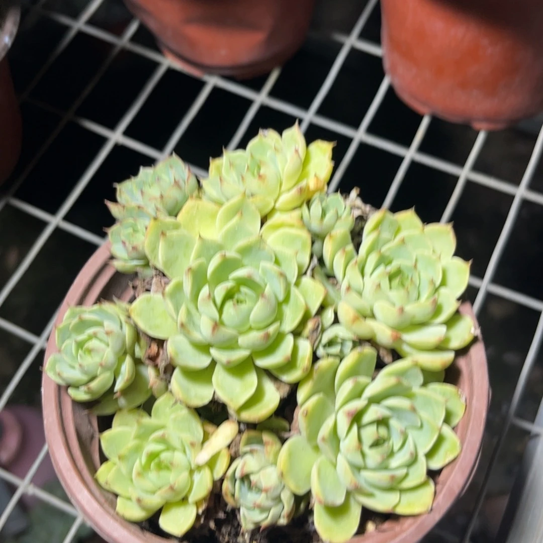 笨吧多肉植物保护研究所所长