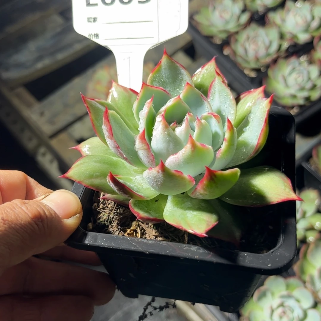 喜****园惊鸿仙子605号楼