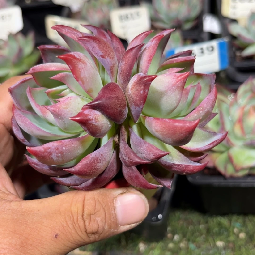 惊鸿仙子多肉丸子头