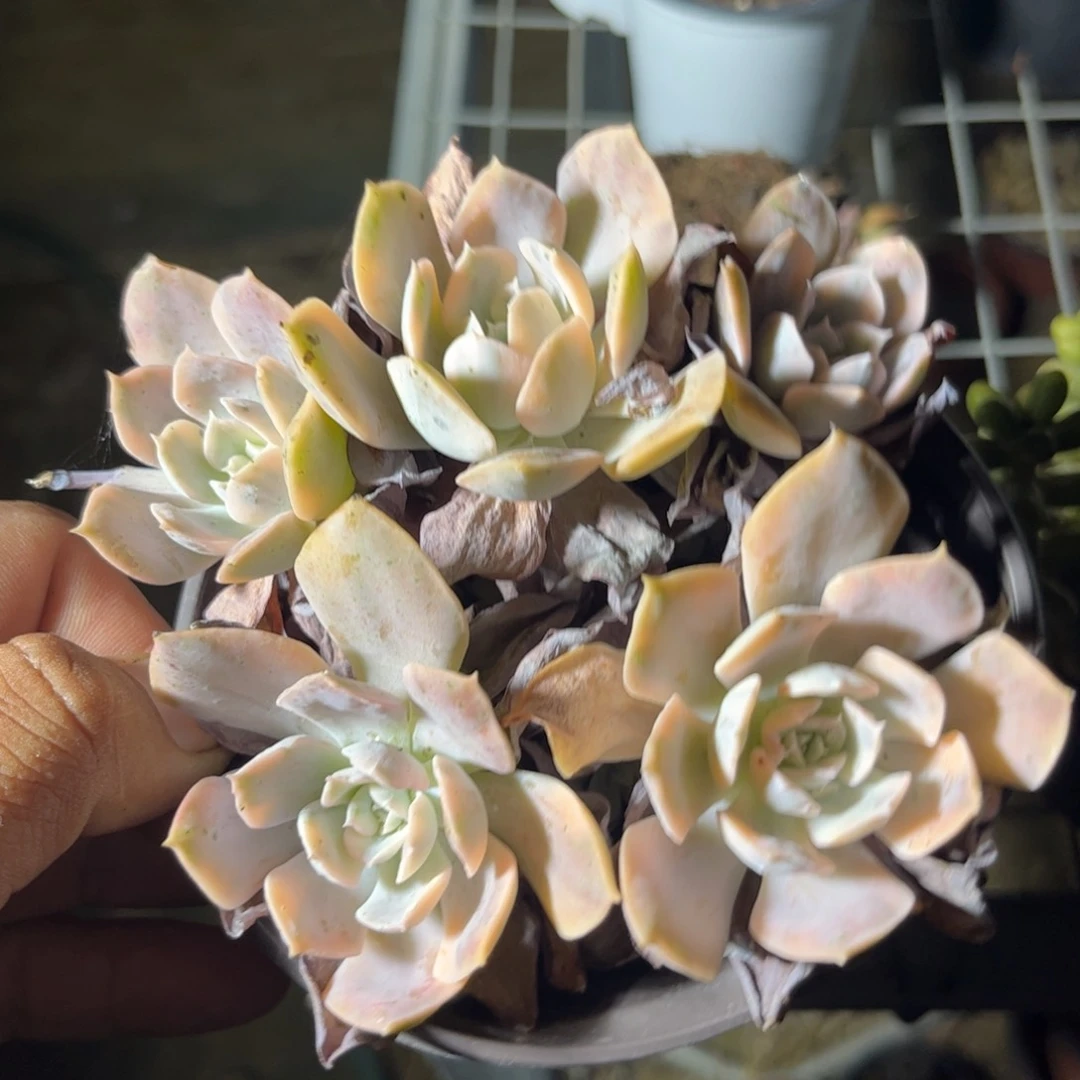 鲁士锦多肉植物保护
