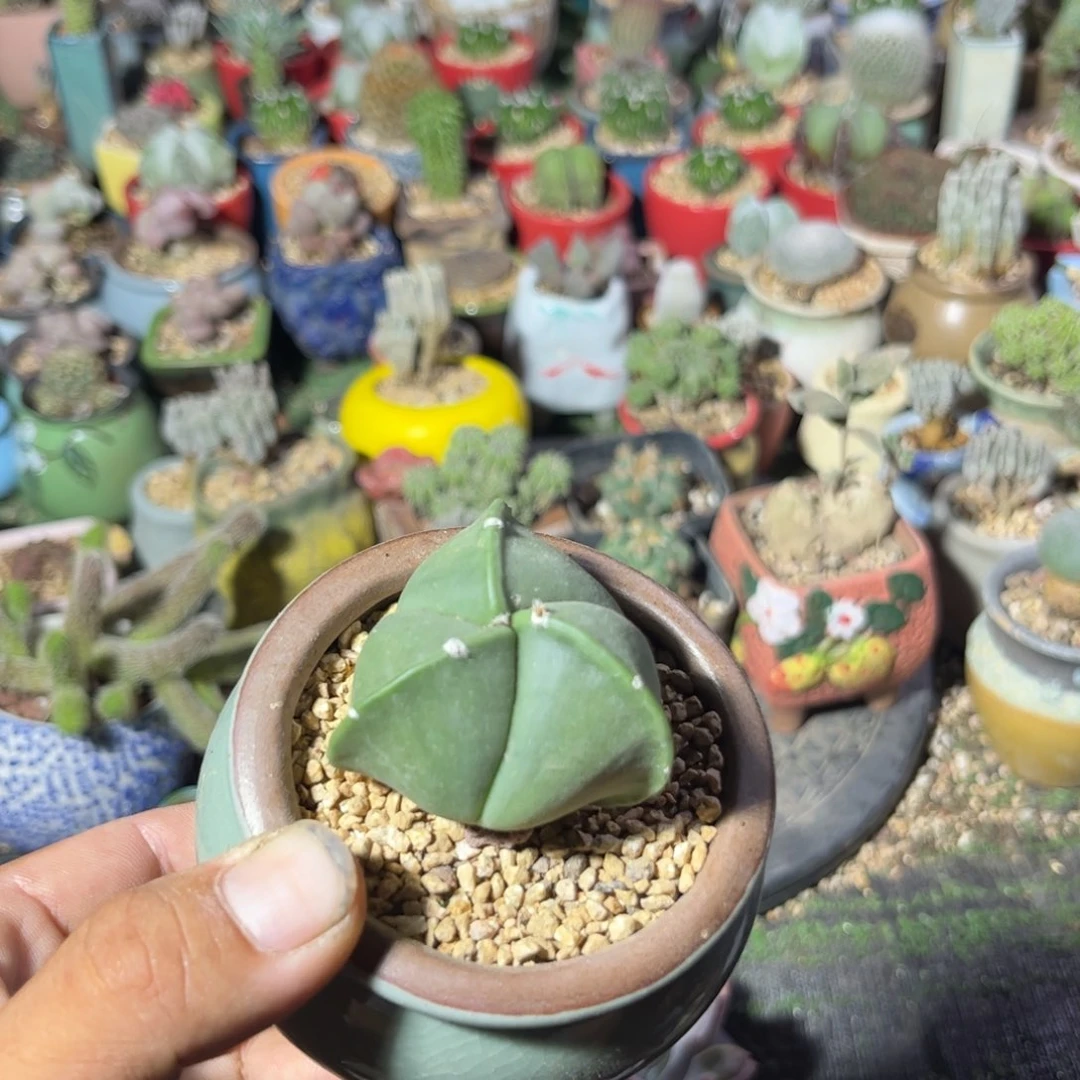 三角鸾凤玉多肉植物