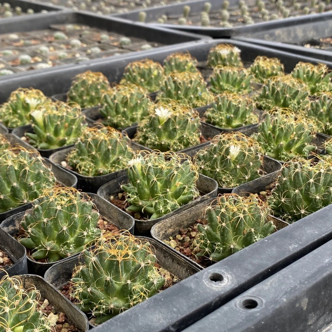 琴丝仙人球多肉6厘米左右12.8包邮