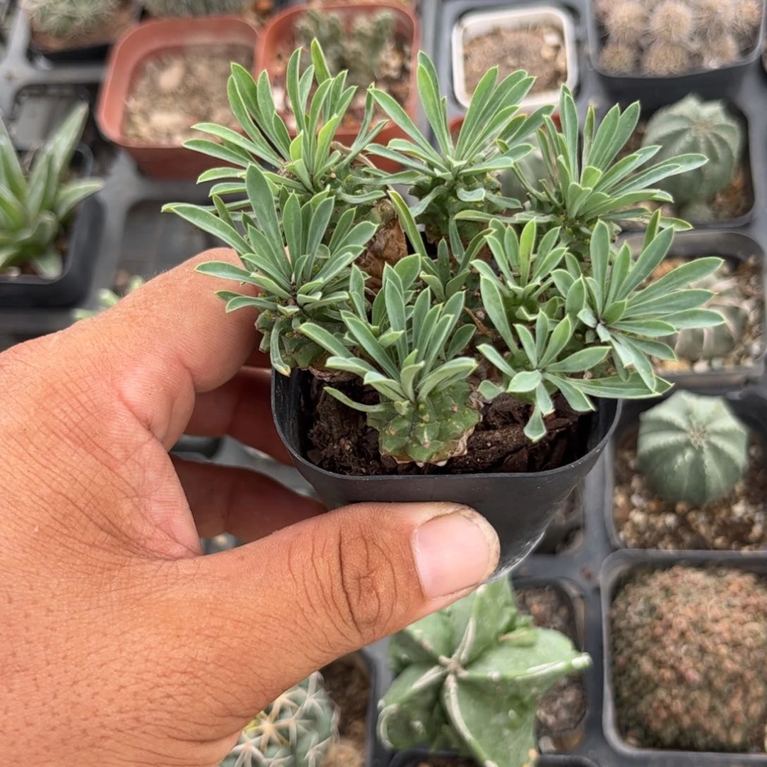 名****ฅ多肉植物保护研究所所长