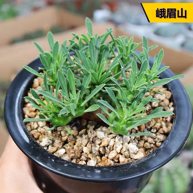 峨眉山大戟科多肉植物5厘米左右18.8
