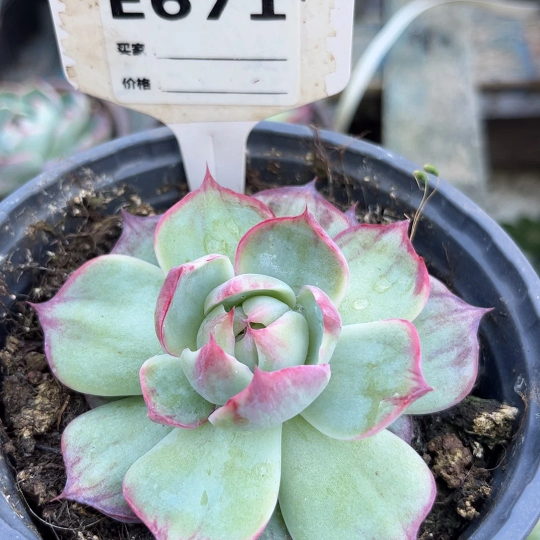 惊鸿仙子671号楼下