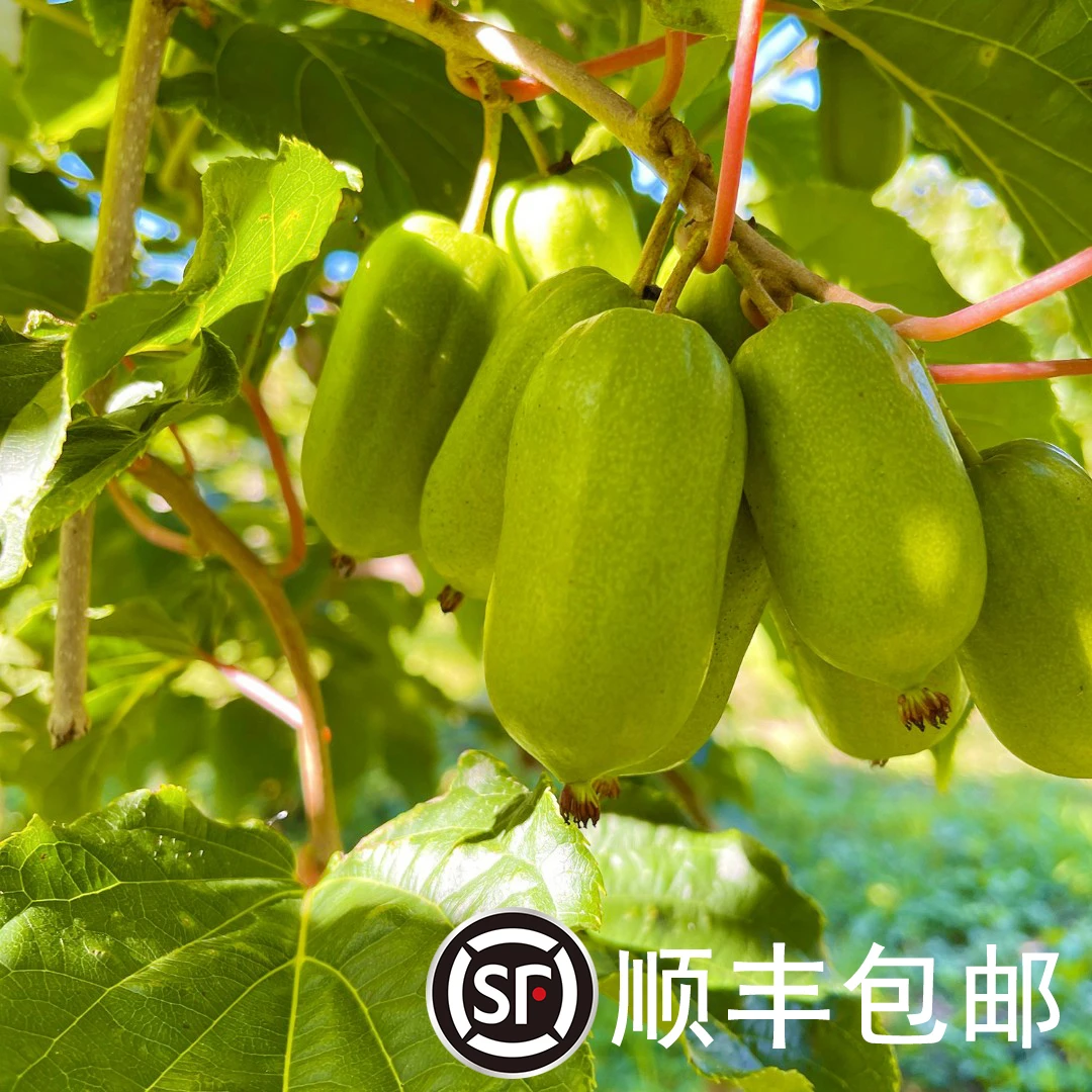 软枣子猕猴桃3斤/5斤顺丰包邮 放软食用 奇异果奇异莓猕猴桃