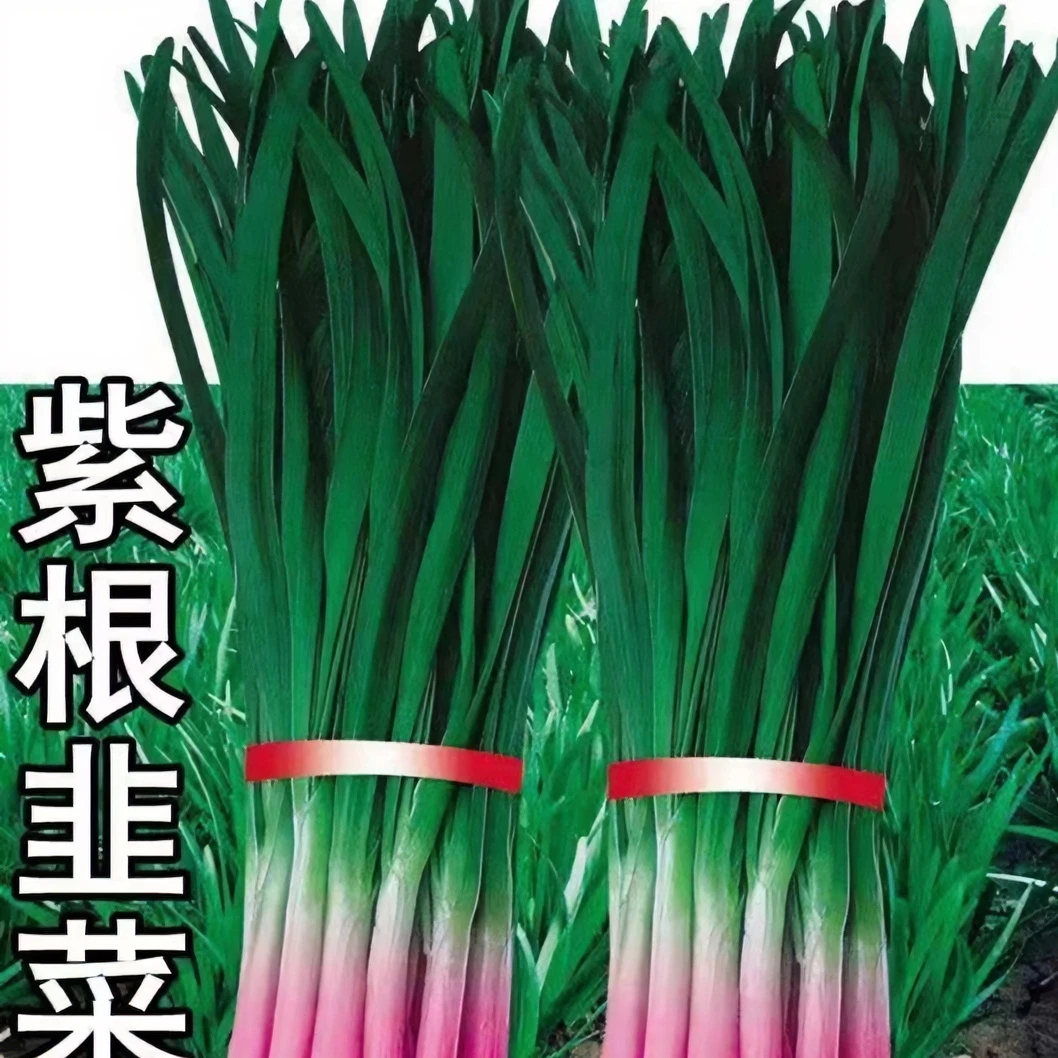 韭菜种子四季蔬菜种子宽叶大叶韭菜盆栽菜籽紫根韭菜春季韭菜种子