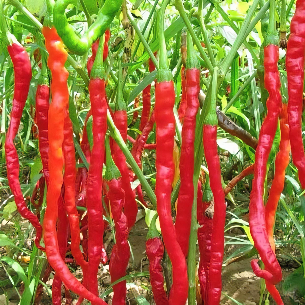 8819线椒种子超辣辣椒种籽阳台四季蔬菜子香高产超长籽种