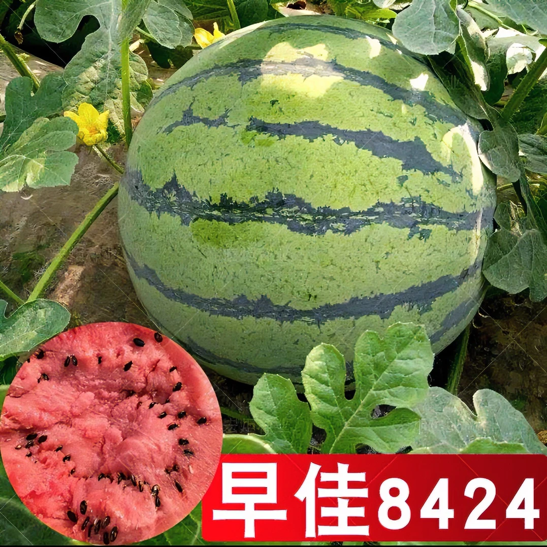 【铁罐装】西瓜种子8424冰糖美都麒麟瓜种子（大面积种植专用）