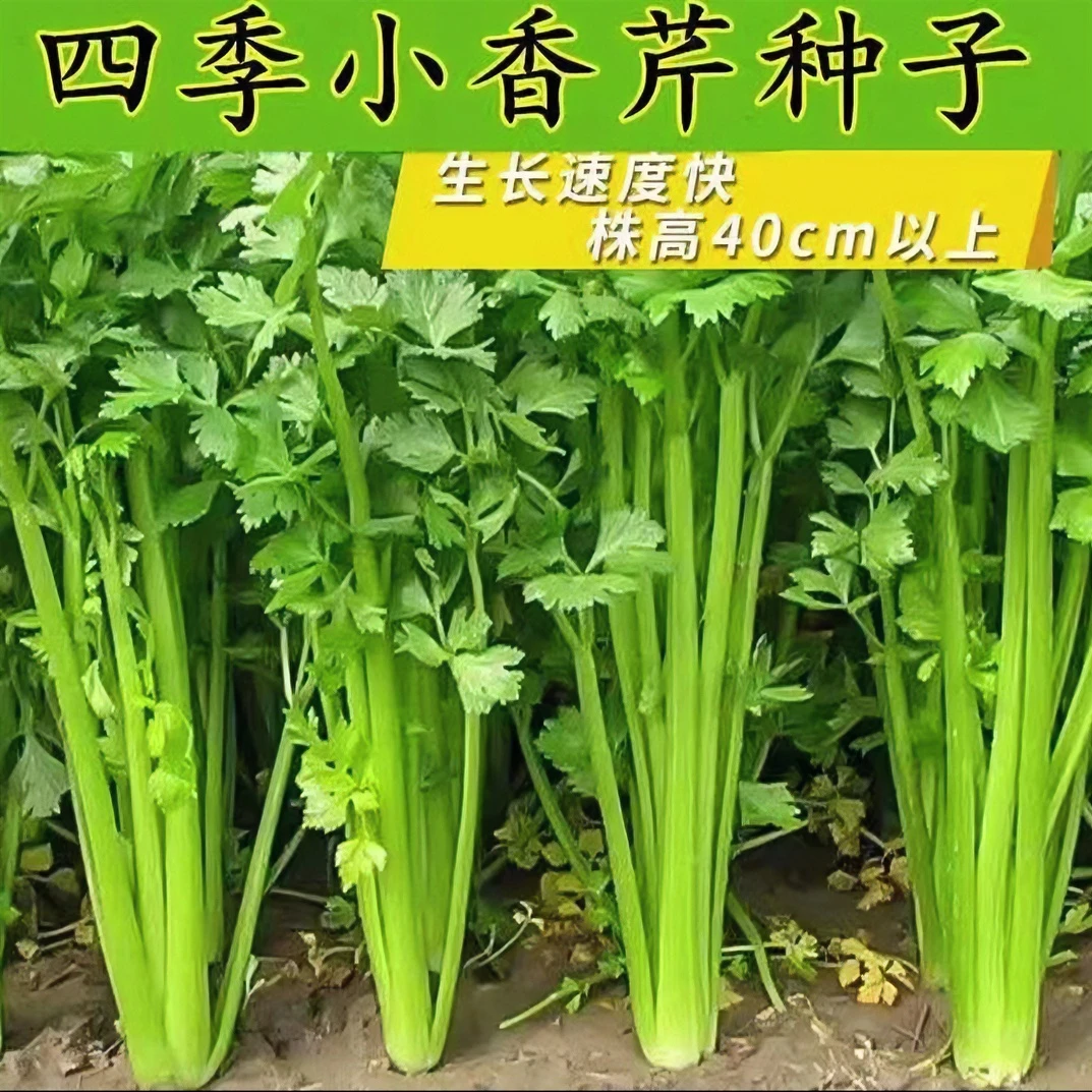 四季小香芹种子小芹菜籽农家菜园春季四季播盆栽阳台庭院蔬菜种子