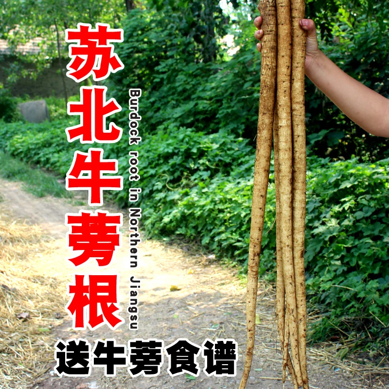 安疗榨汁喝牛蒡新鲜徐州黄皮牛蒡根5斤炒菜炖菜煲汤食用美味自种