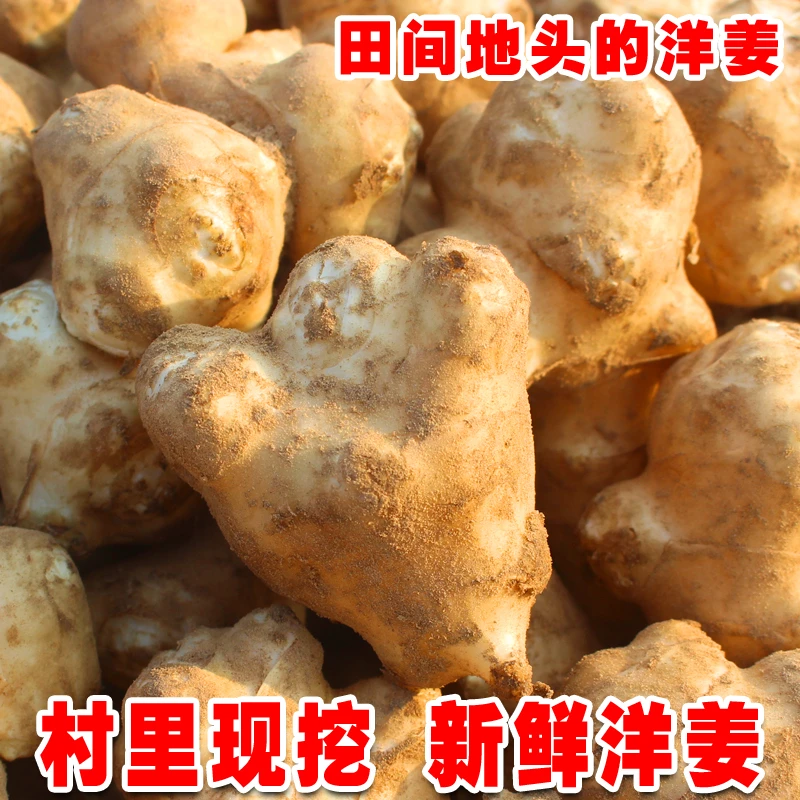 新鲜洋姜菊芋鬼子姜不辣农家种植地生姜生吃凉爽蒸糯河堤洋姜