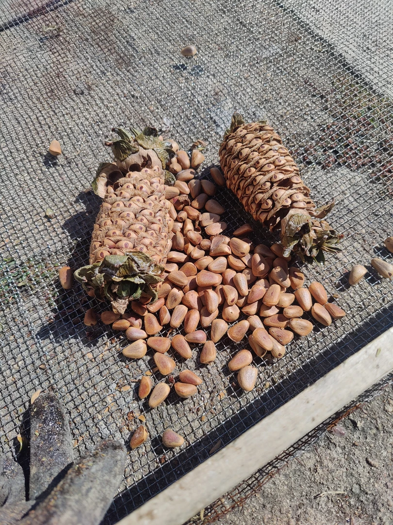 东北长白山野生鲜松子