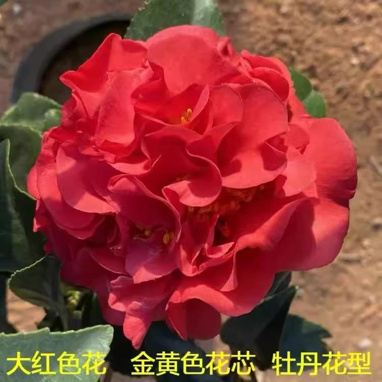 克瑞墨山茶花耐寒好养活
