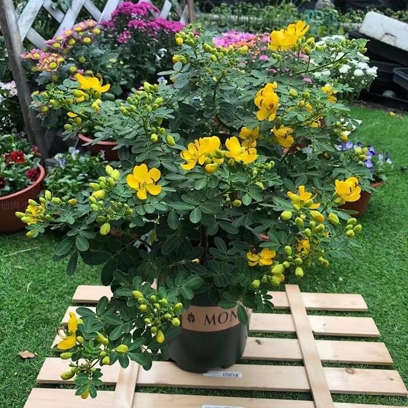 盆栽黄金梅树苗带花苞庭院耐寒木本植物花园多年生花卉室外阳台养