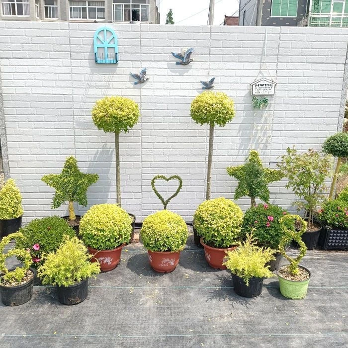 女贞棒棒糖不落叶耐冻耐寒小叶女贞球别墅庭院公园植物亮晶女贞球