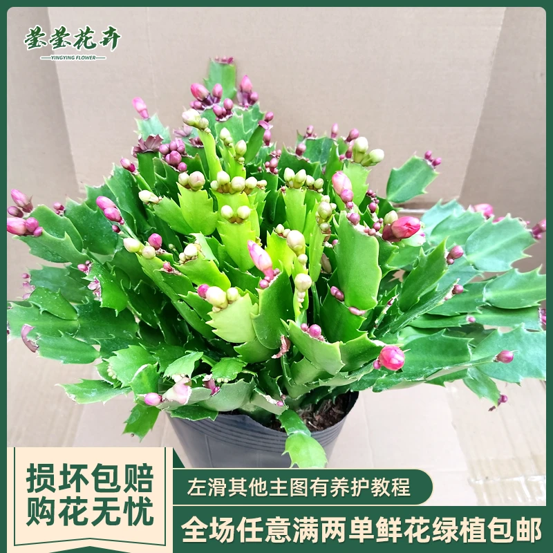 多色蟹爪兰盆栽带花苞四季开花不断好养易活室内观花花卉绿植