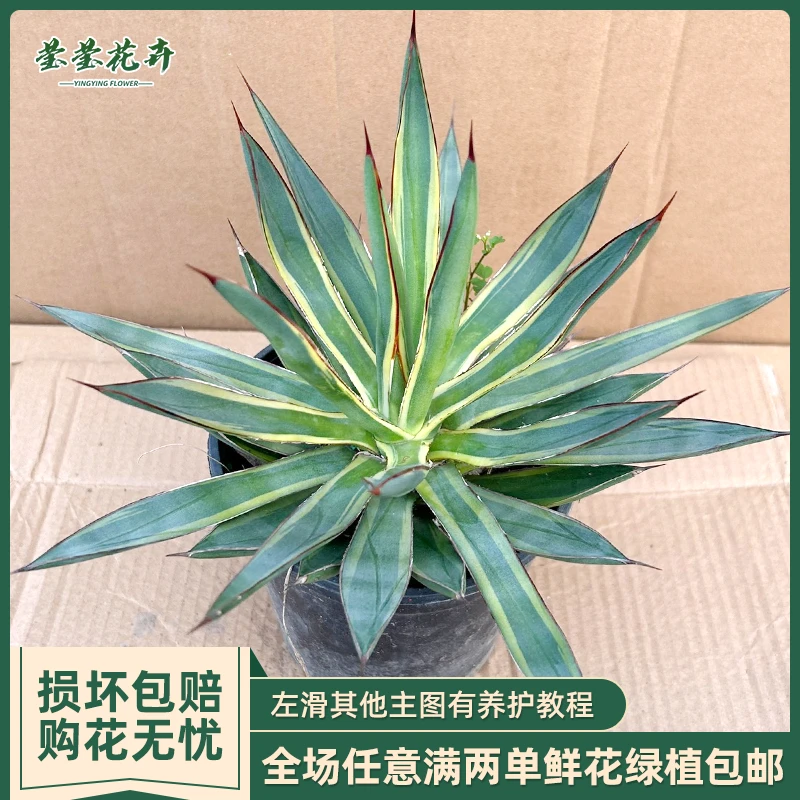 泷雷锦大型庭院沙生龙舌兰造型盆栽花卉多肉植物 庭院办公室摆件