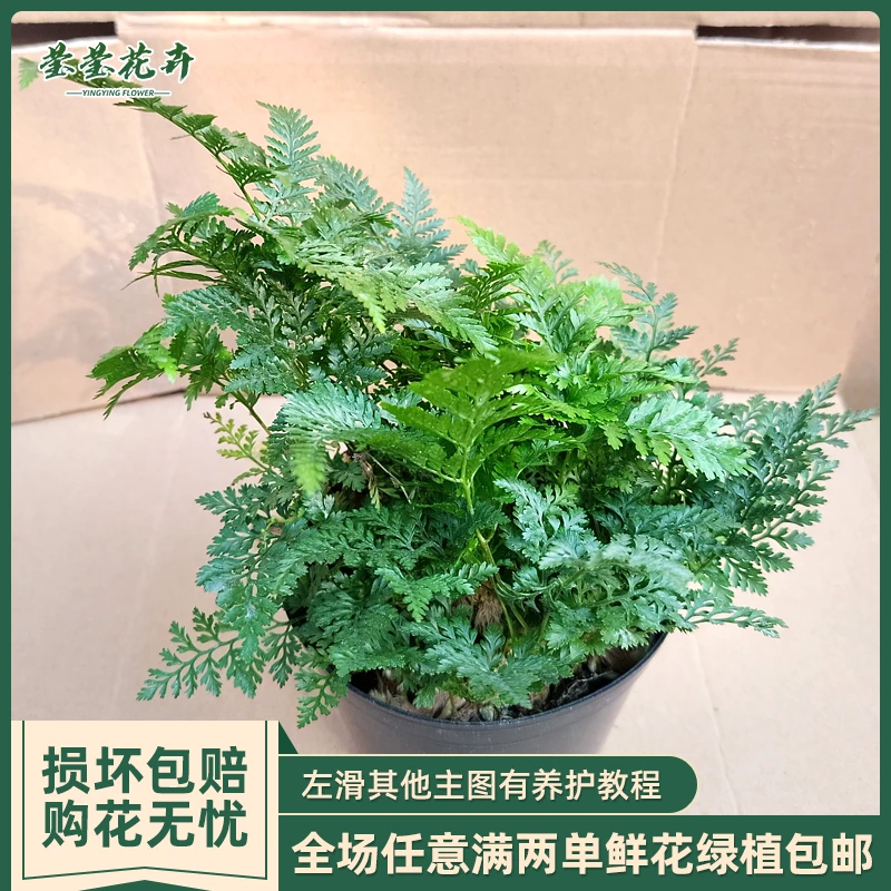 狼尾蕨盆栽室内植物水培造景绿植四季青植物墙桌面办公室净化空气