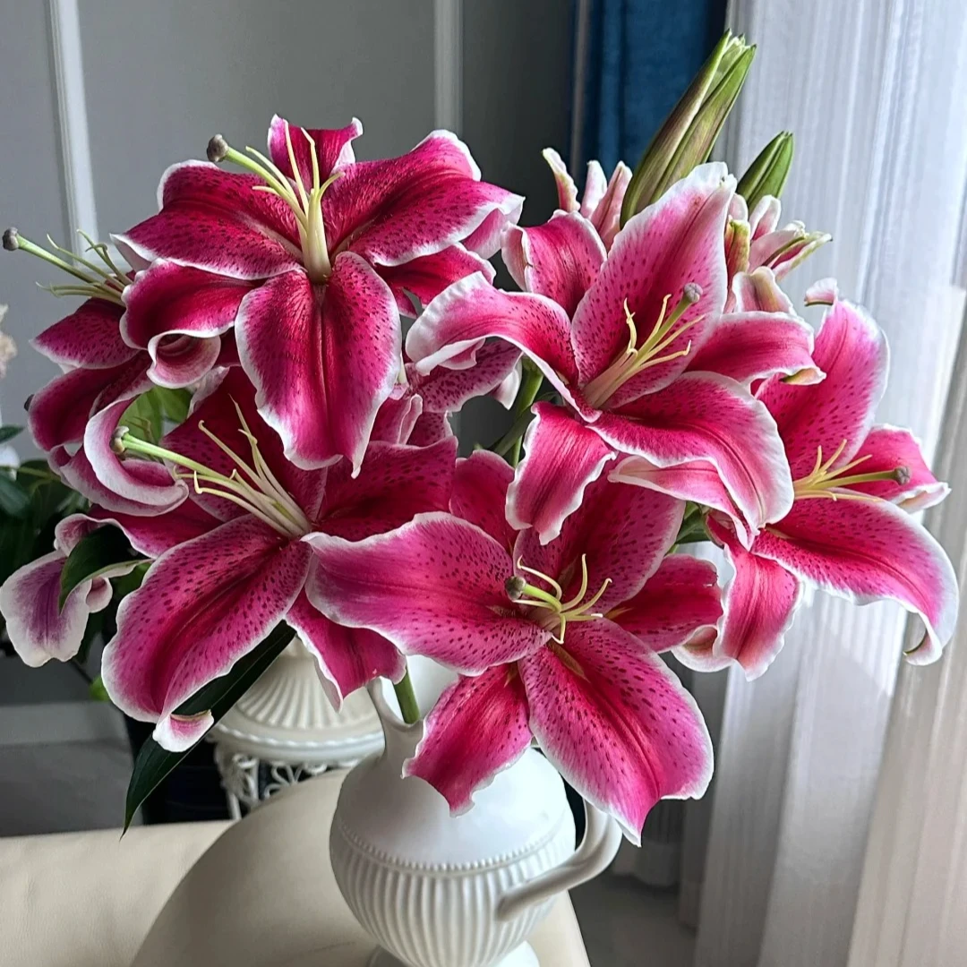 【佳佳鲜花】黑美人香水百合 云南鲜花基地直发 发货后不支持退款