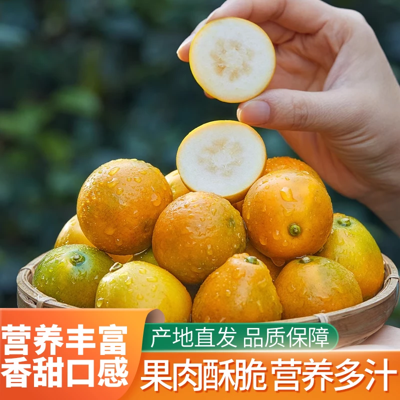 【果子很大颗】正宗脆蜜金桔无核多汁新鲜现摘现发清甜爽口