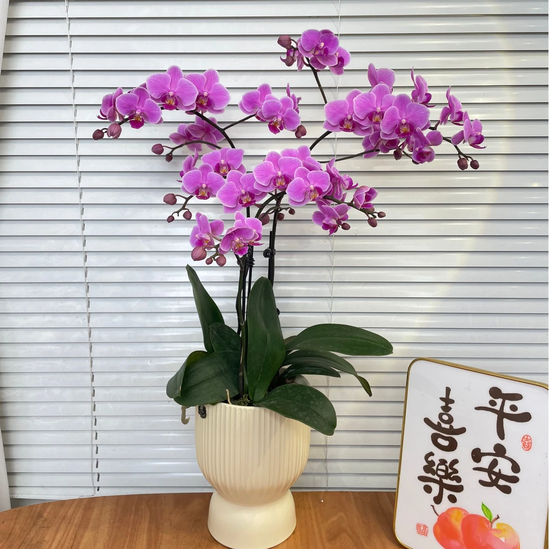 【红韵-蝴蝶兰】带侧枝，爆花量 中式 禅意 绿植盆栽 送礼 年宵花