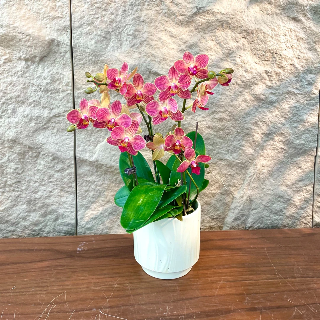 【红酒-蝴蝶兰】轻奢 中式 禅意 绿植盆栽 送礼 年宵花