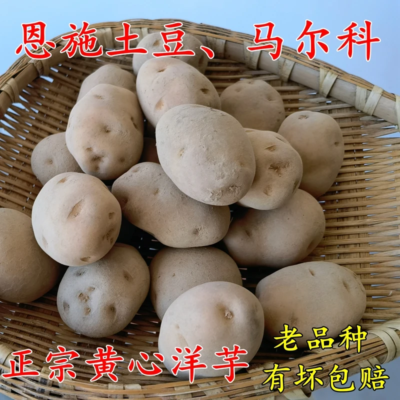 湖北恩施小土豆马尔科土豆 2025年新土豆黄心洋芋老品种洋芋5斤装