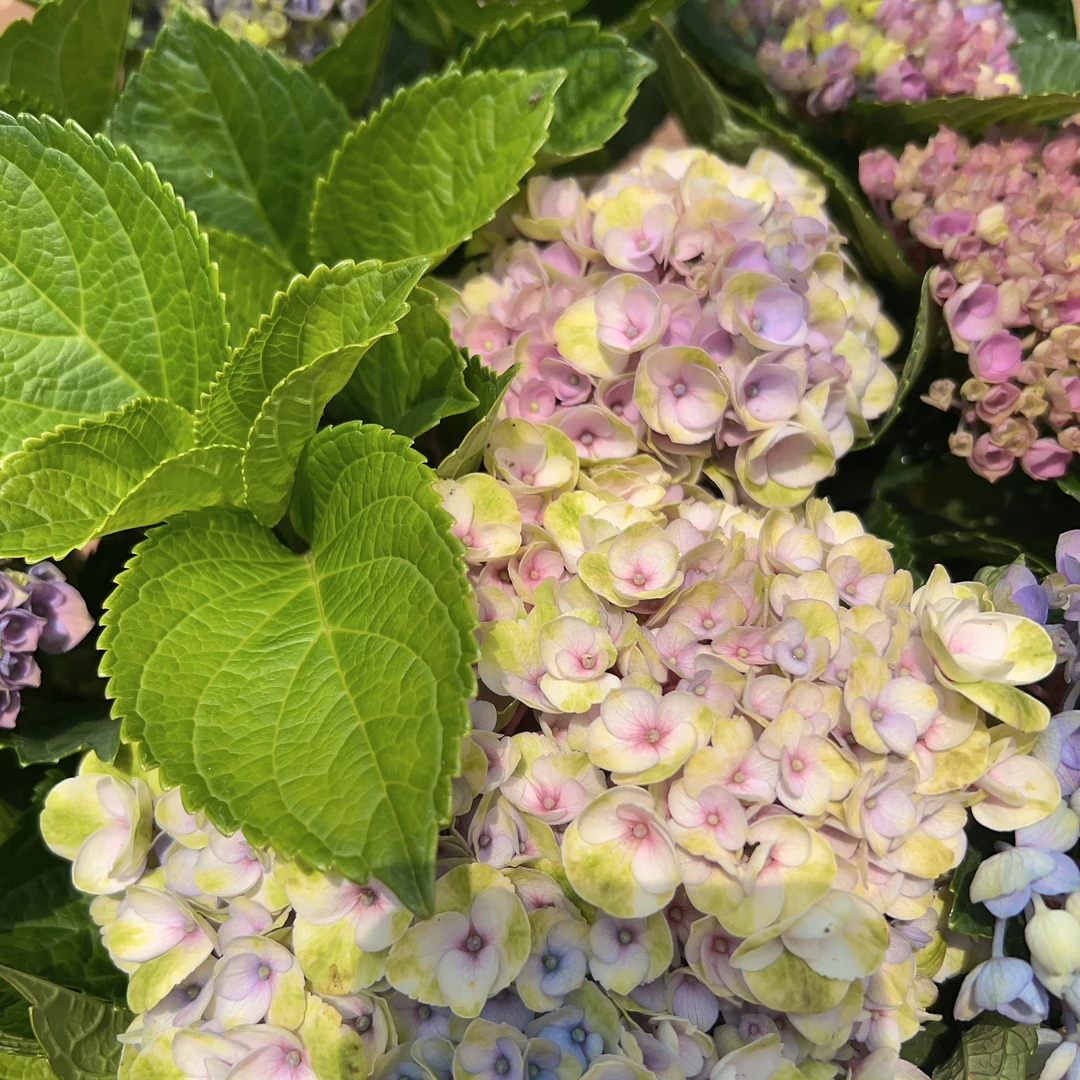 【魔幻革命五加仑】 爆花好养室内阳台庭院植物 云南鲜花绿植