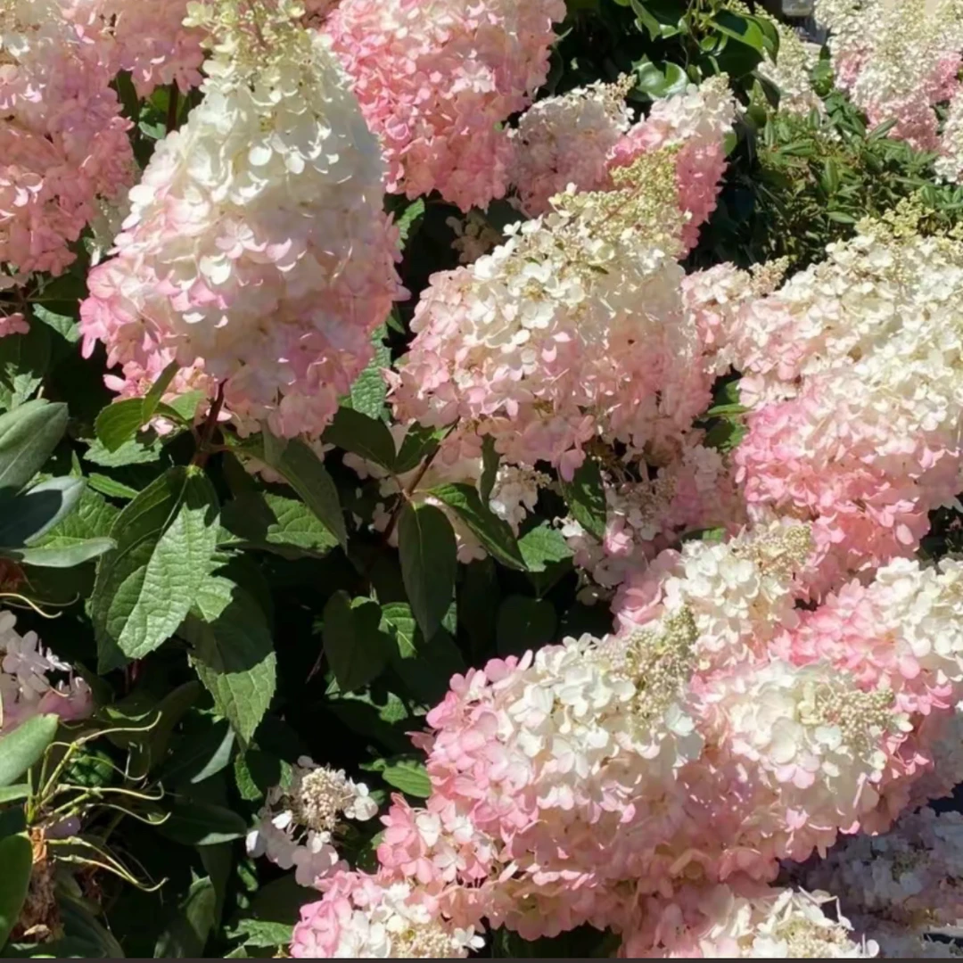 【香草草莓苗福利】不售后爆花带花苞好养易活室内阳台植物