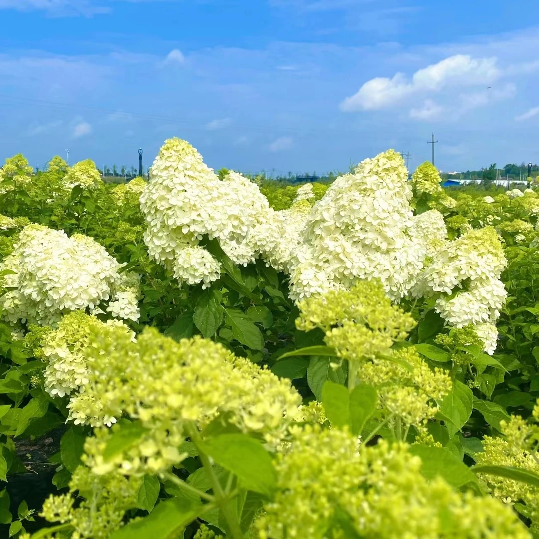 抹茶冰淇淋（4个花头）抹茶绿爆花带花苞好养易活室内阳台植物 云南