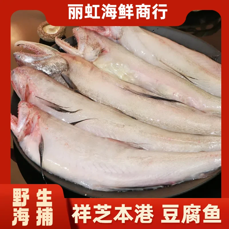 野生海捕【那哥 豆腐鱼】丽虹海鲜 祥芝直发 福建顺丰冷链包邮