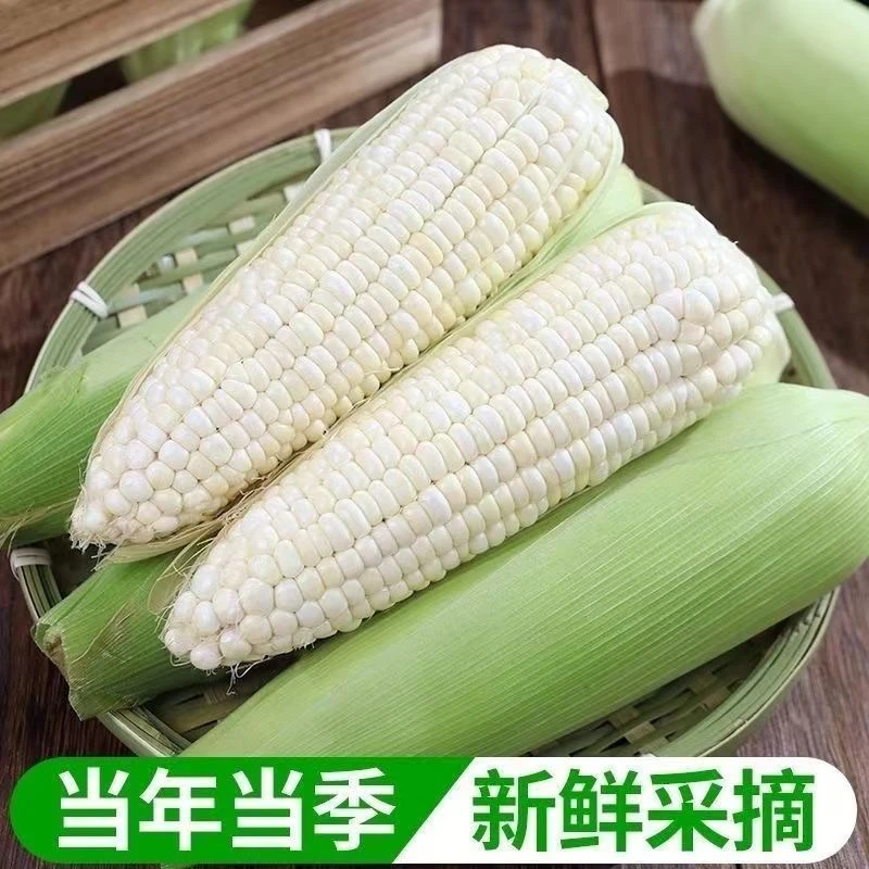 25年头茬农村自家新鲜甜糯粘白玉米没打药地头直发现摘现发