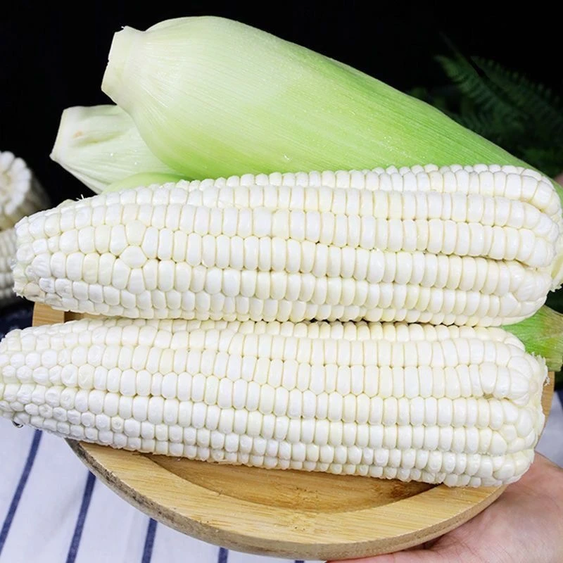 24年秋季玉米  新鲜采摘  甜粘 好吃  美味 白糯玉米