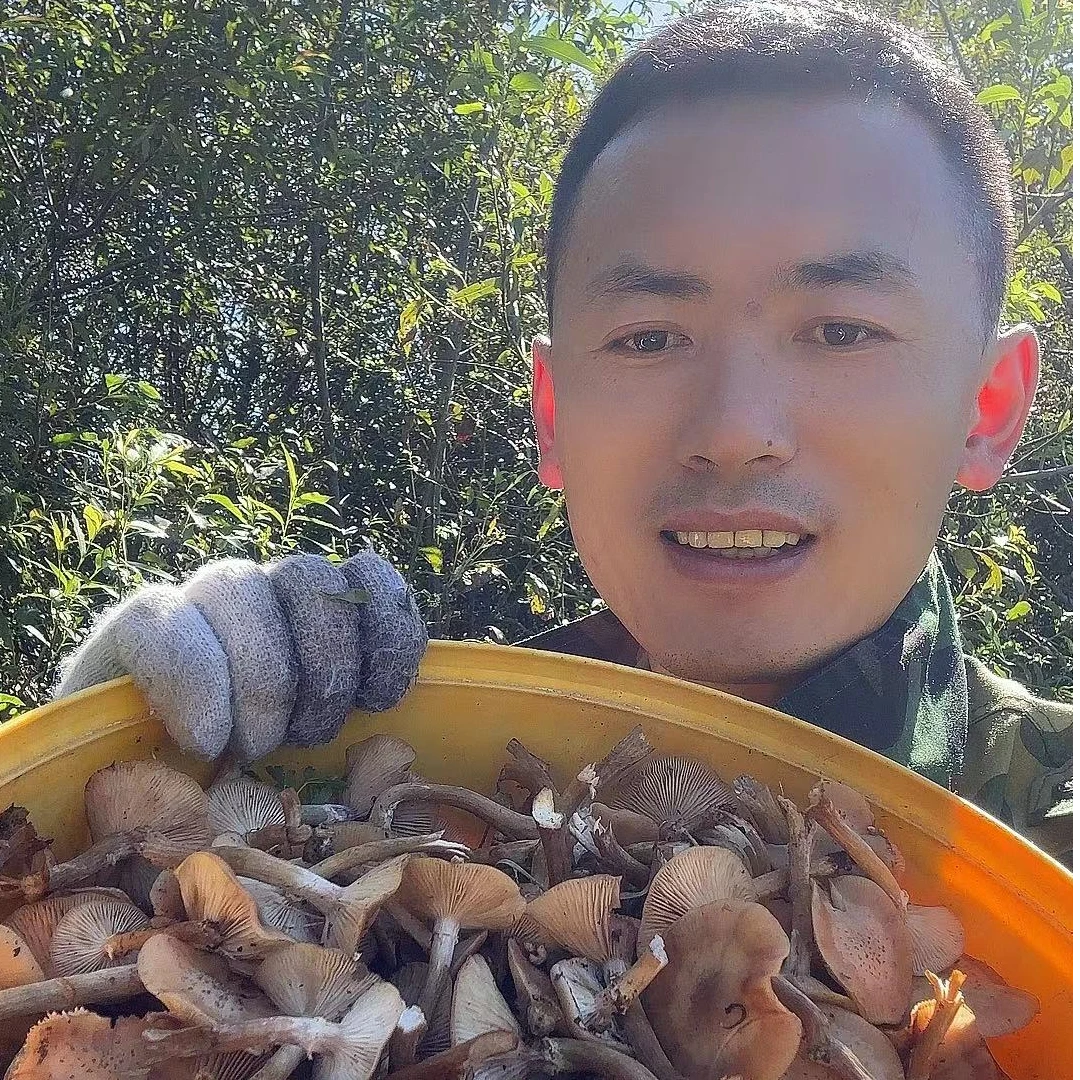 黑龙江野生榛蘑  秋榛蘑{25年新货}  东北山货特产250g/500g