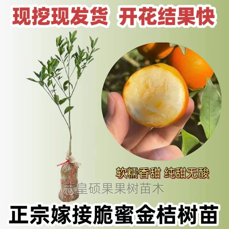 三代脆蜜脆皮金桔柑树苗嫁接金桔子树苗四季小金柑桔果树苗大全