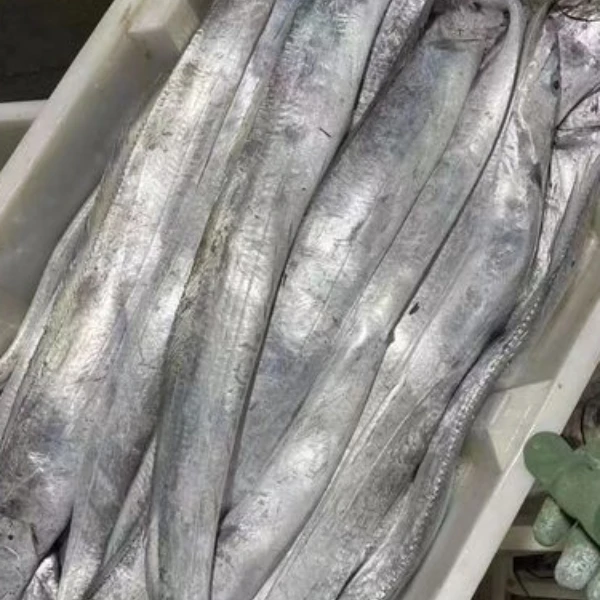 【莫小鱼现称瑕疵油带鱼】宁波石浦东海海捕油带鱼受伤破肚花鳞