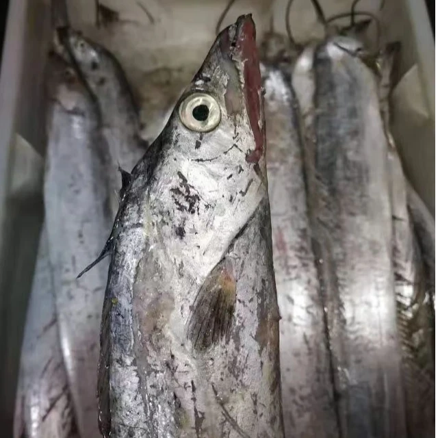 【船冻油带鱼】宁波石浦海鲜东海海捕大油带鱼小眼睛油带鱼