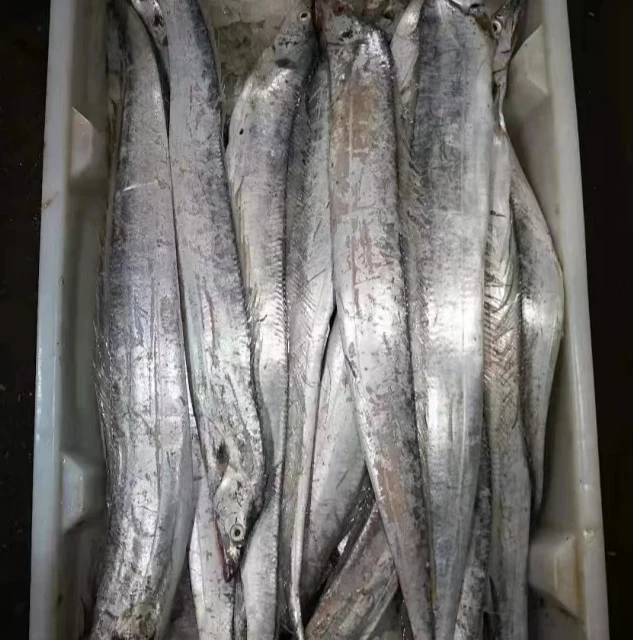 【福利拖网带鱼】宁波石浦海鲜东海海捕油带鱼小眼睛油带鱼3斤