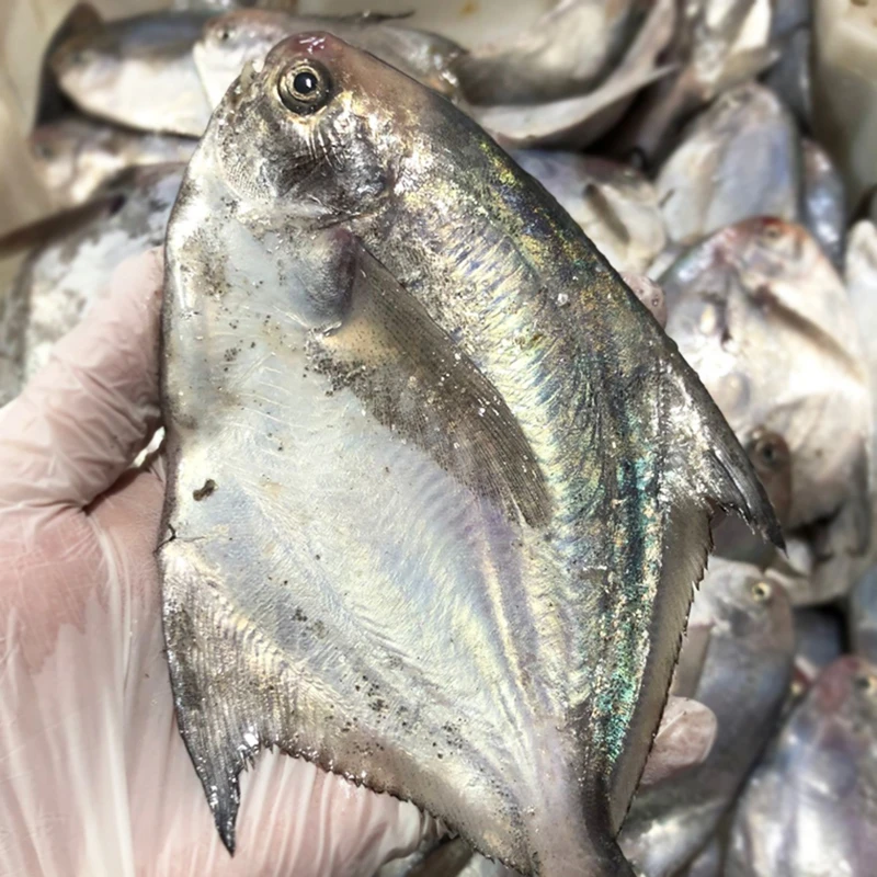 【特惠小鲳鱼】宁波石浦海鲜东海海捕小银鲳鱼小鲳鱼小白鲳鱼