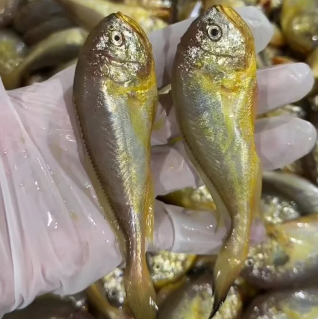 【莫小鱼大梅童鱼点这里】石浦海鲜东海海捕小梅童鱼本地大头梅宝鱼