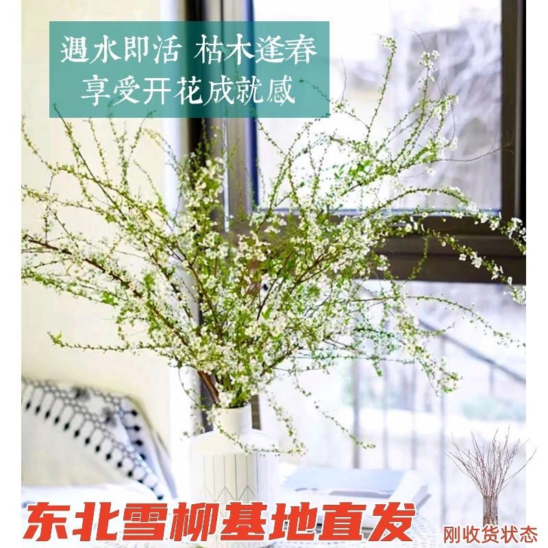 干枝雪柳花鲜枝重瓣盆栽插花水培养植物室内好养活绿植遇水开花卉