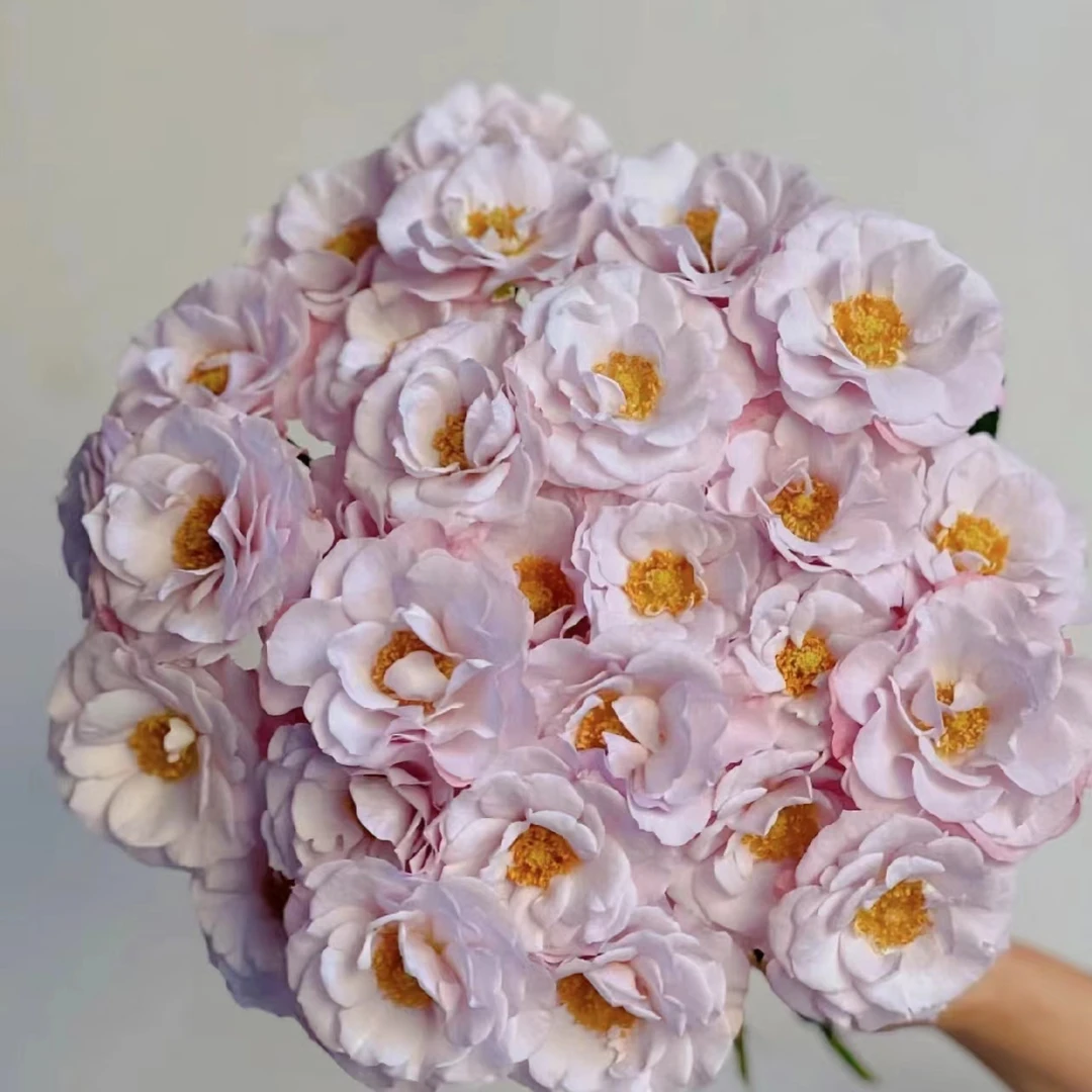 【粉色纯真】(全场2单包邮) 不含加购 拍1单发任意1枝花花10%不售后