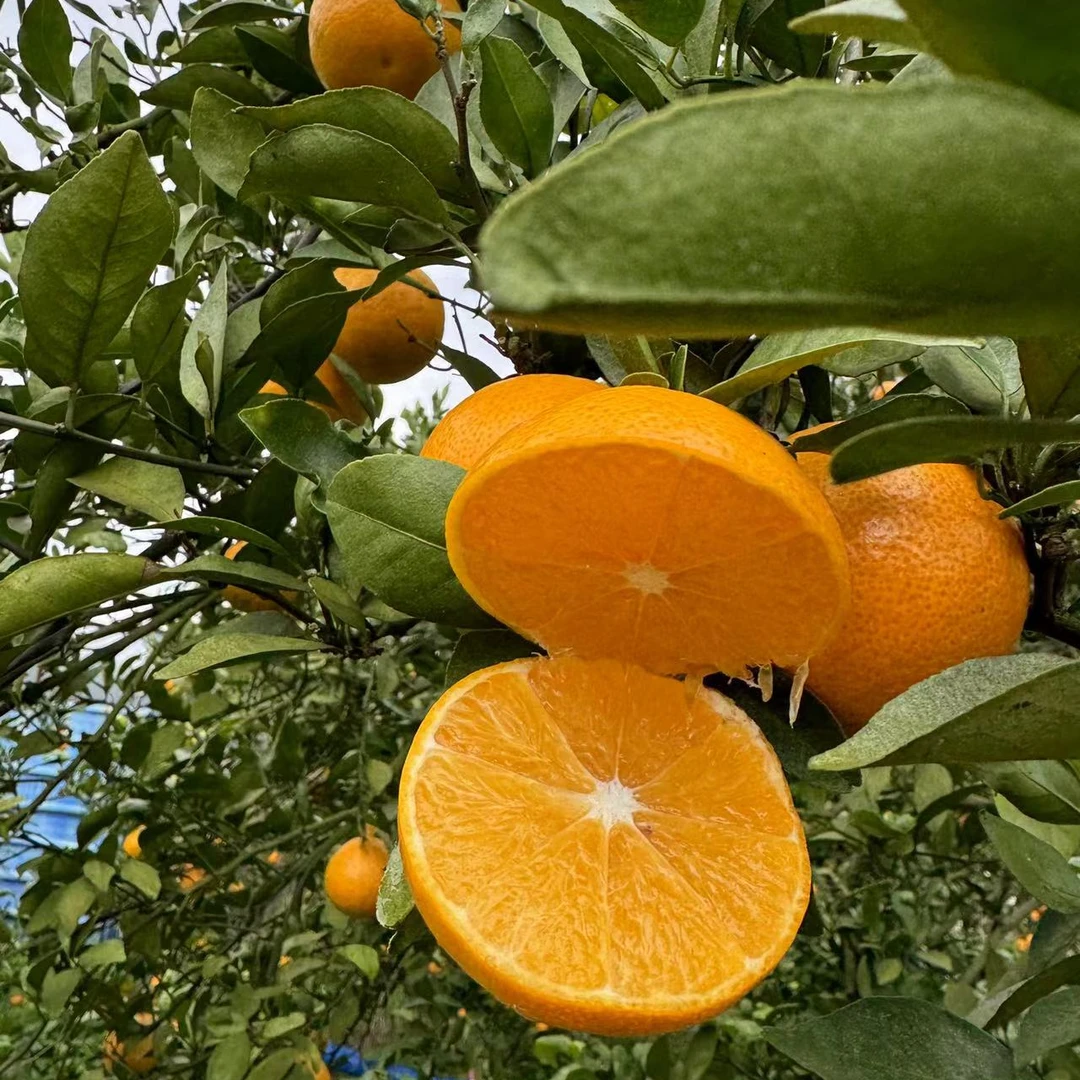 山货皇贡柑  国风版带箱5斤装小果（50mm-60mm）丹霞贡柑