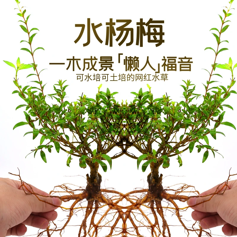 水杨梅鱼缸造景水陆鱼缸水上植物天然水培根老桩原生缸微型水杨梅
