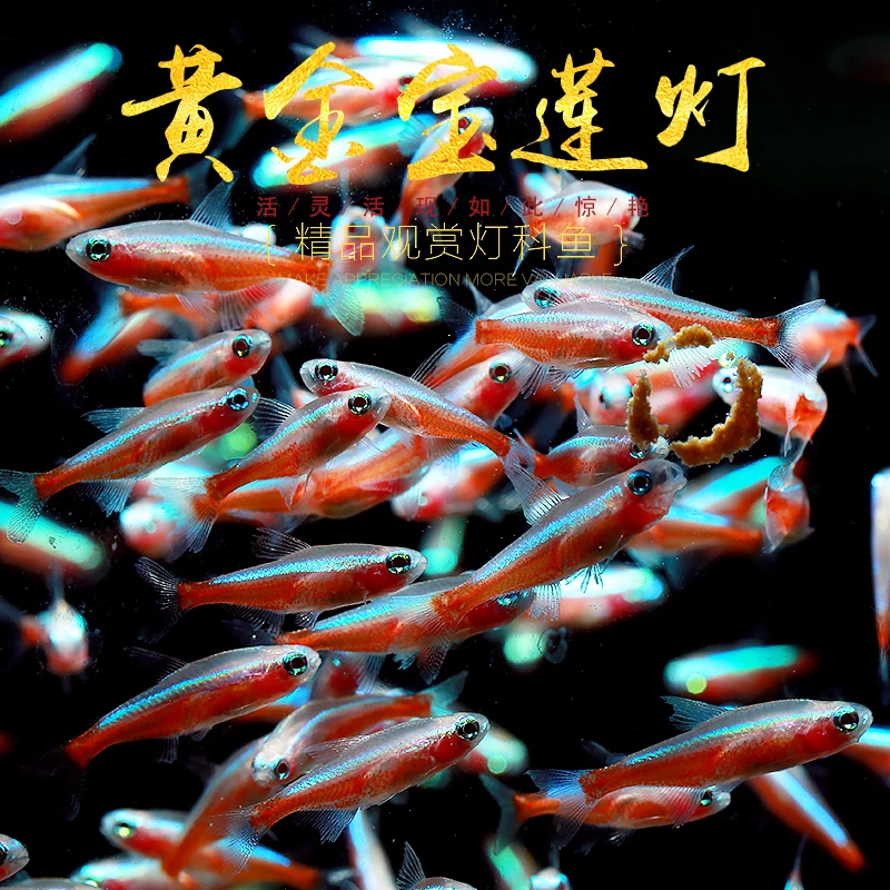 黄金宝莲灯鱼小型鱼淡水热带鱼白子化霓虹新宝连灯水缸群游灯科鱼