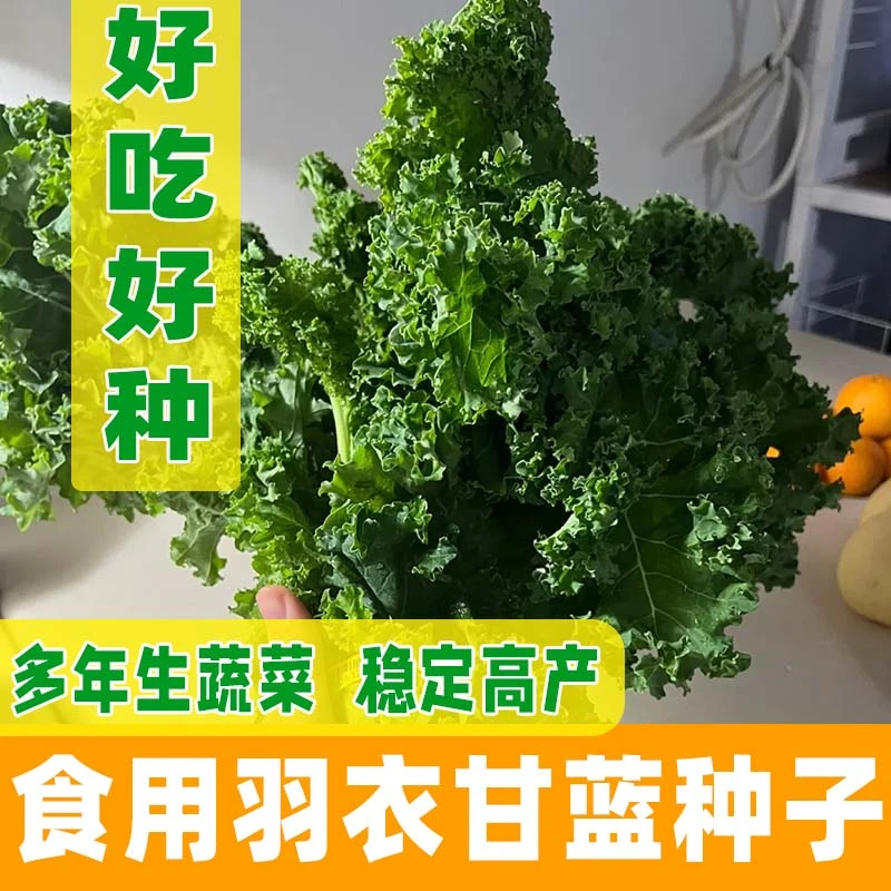 羽衣甘蓝种子稀有特菜减脂瘦身超模明星喜爱的蔬菜紫色羽衣甘蓝种