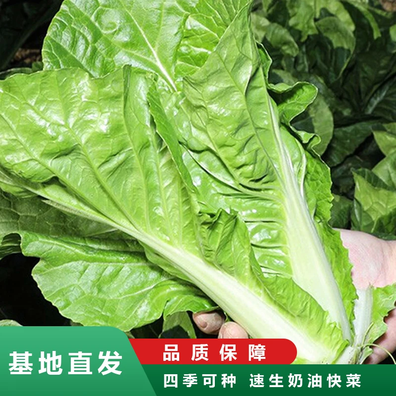 奶油快菜速生白菜阳台小院耐低温蔬菜种植小白菜白菜种子四季播种